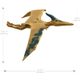 pteranodon-hff08-conteudo