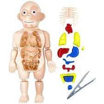 kit-medico-corpo-humano-conteudo