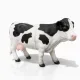 vaca7